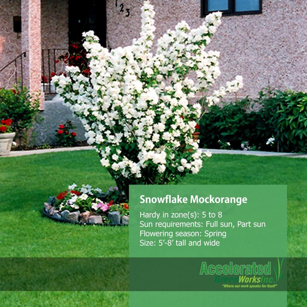 Чубушник Миннесота Сноуфлейк