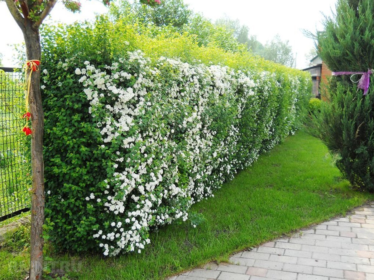 Жасмин чубушник изгородь