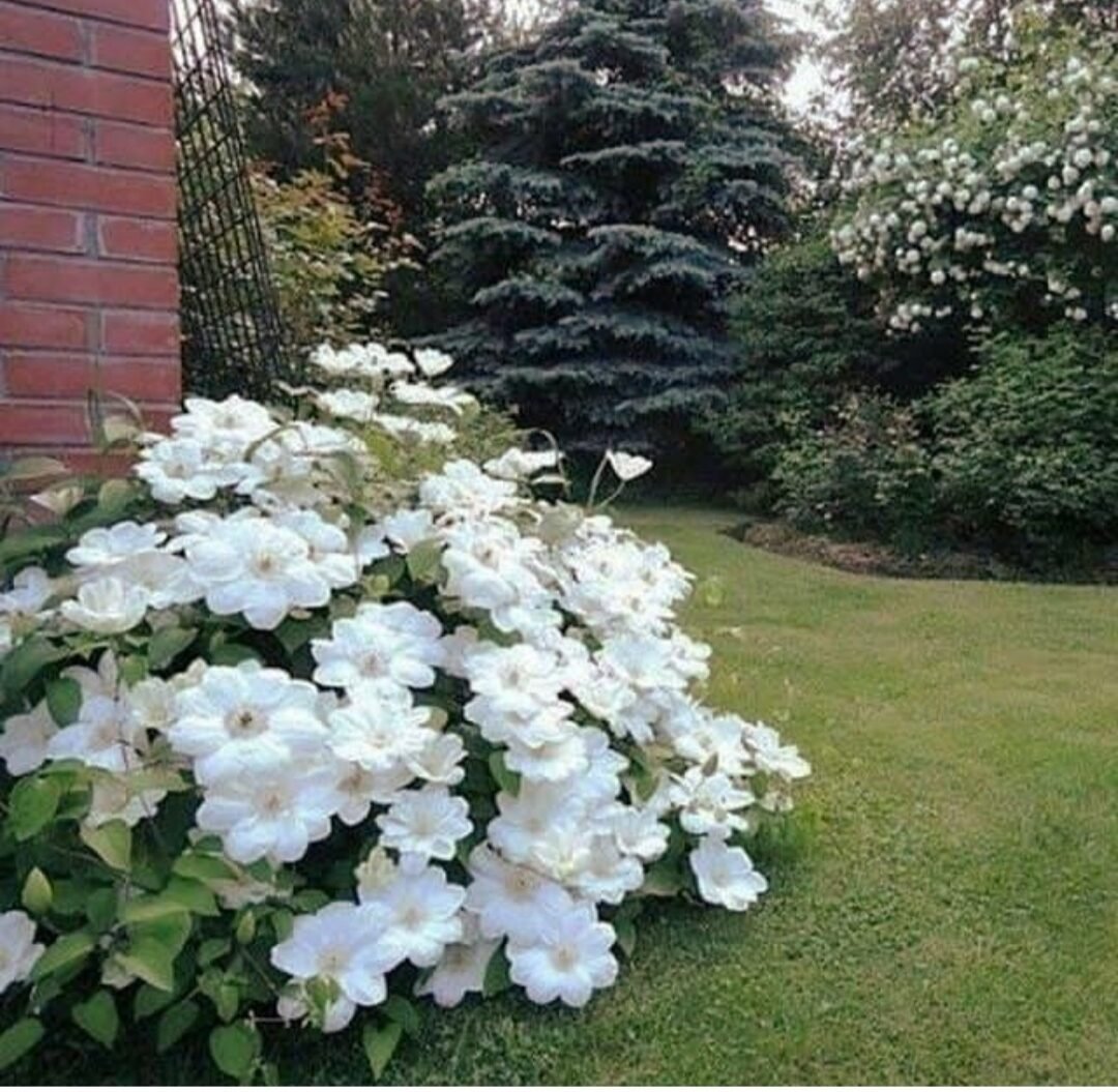 Гортензия спирея чубушник