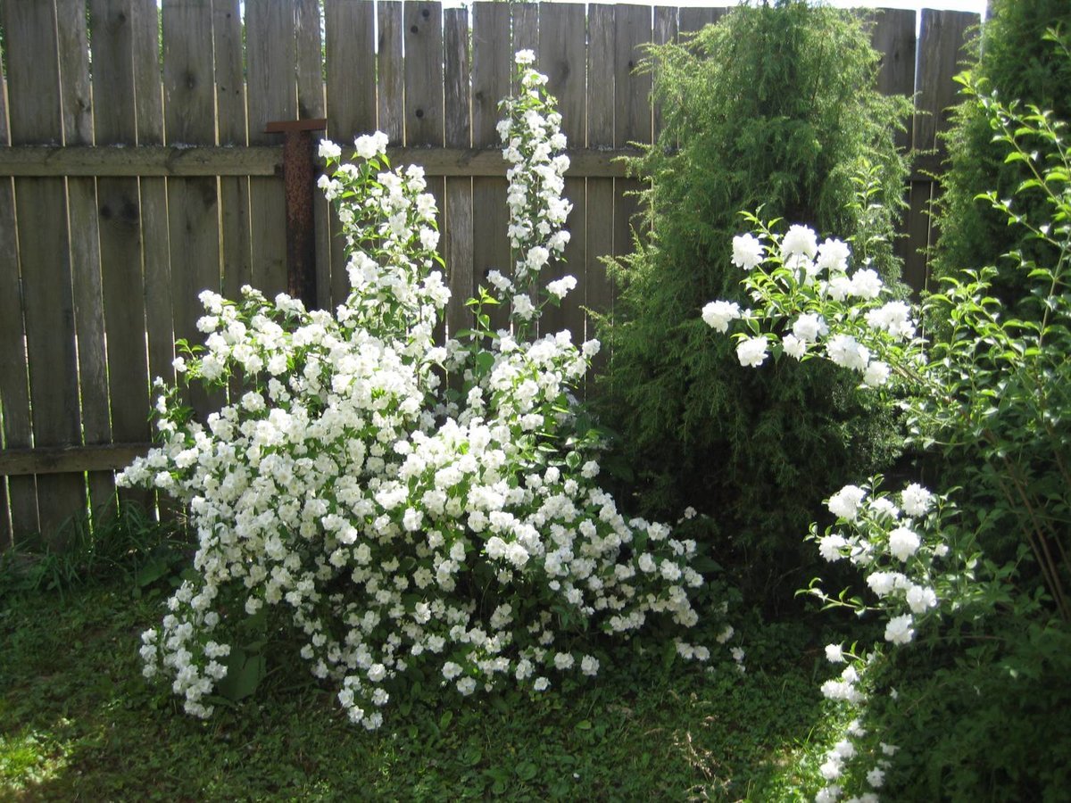 Чубушник куст