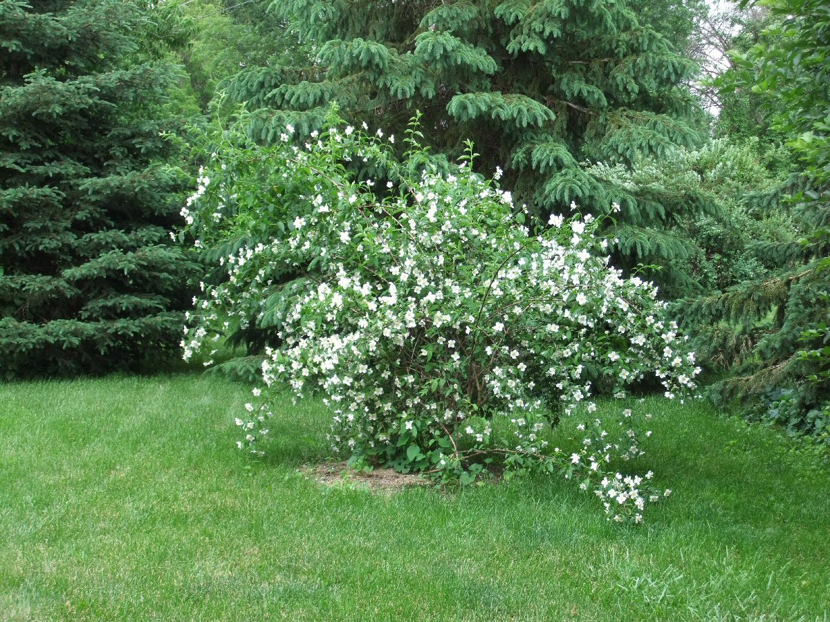 Чубушник и спирея