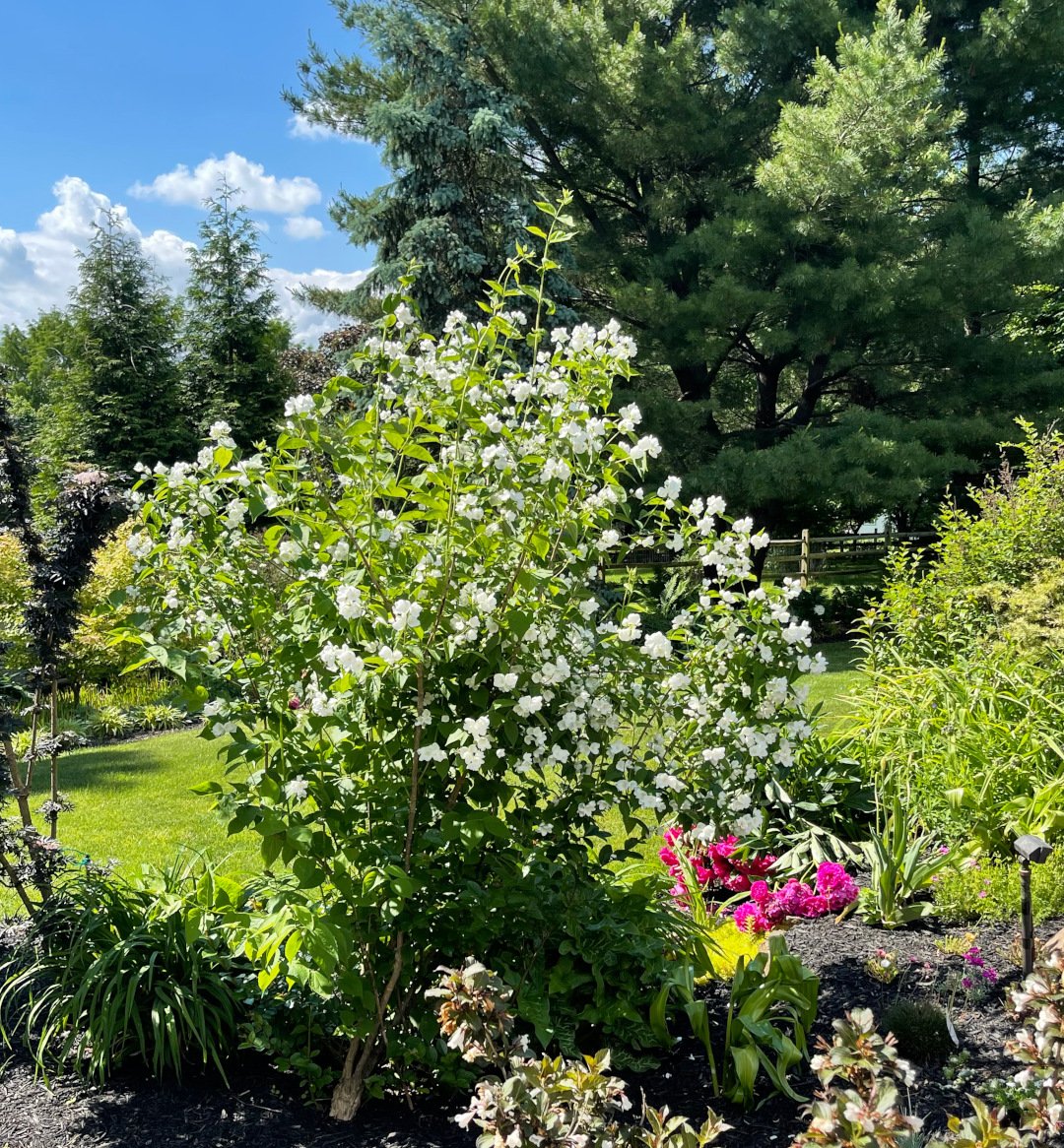 Чубушник в ландшафте