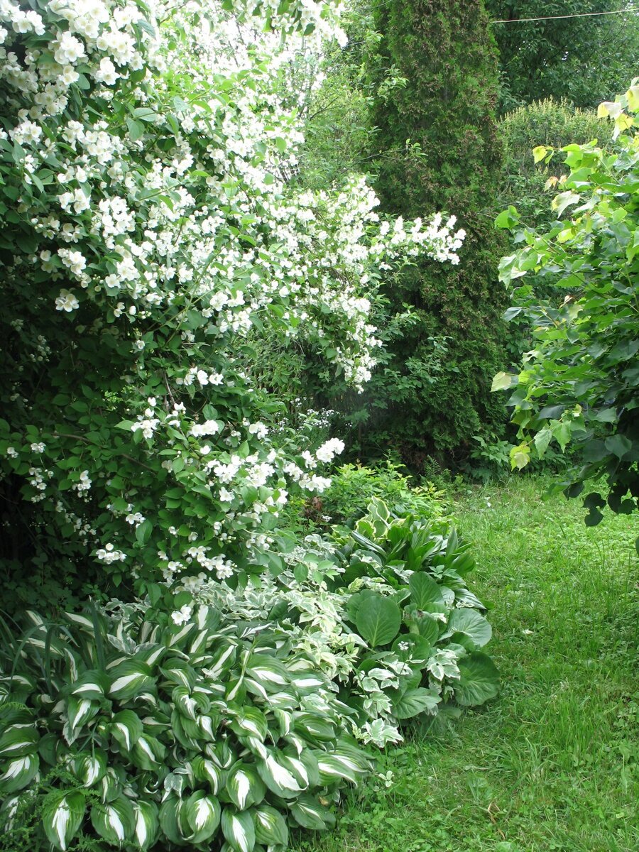 Чубушник венечный изгородь