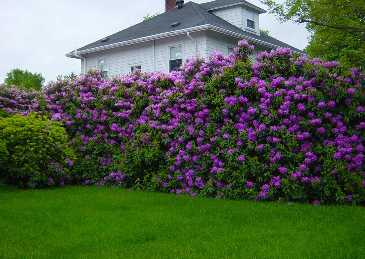 Рододендрон Живая изгородь