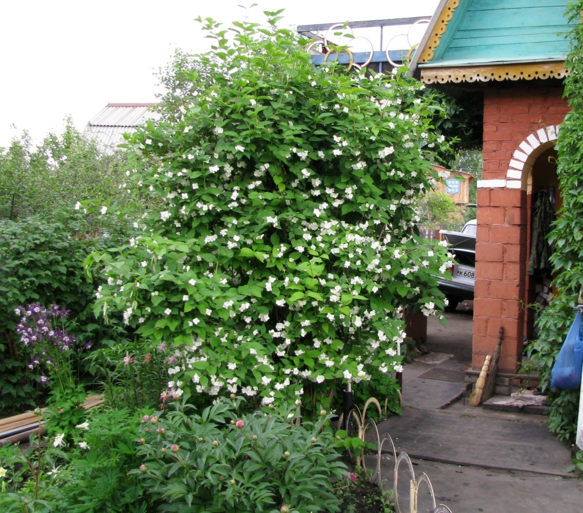 Жимолость чубушник