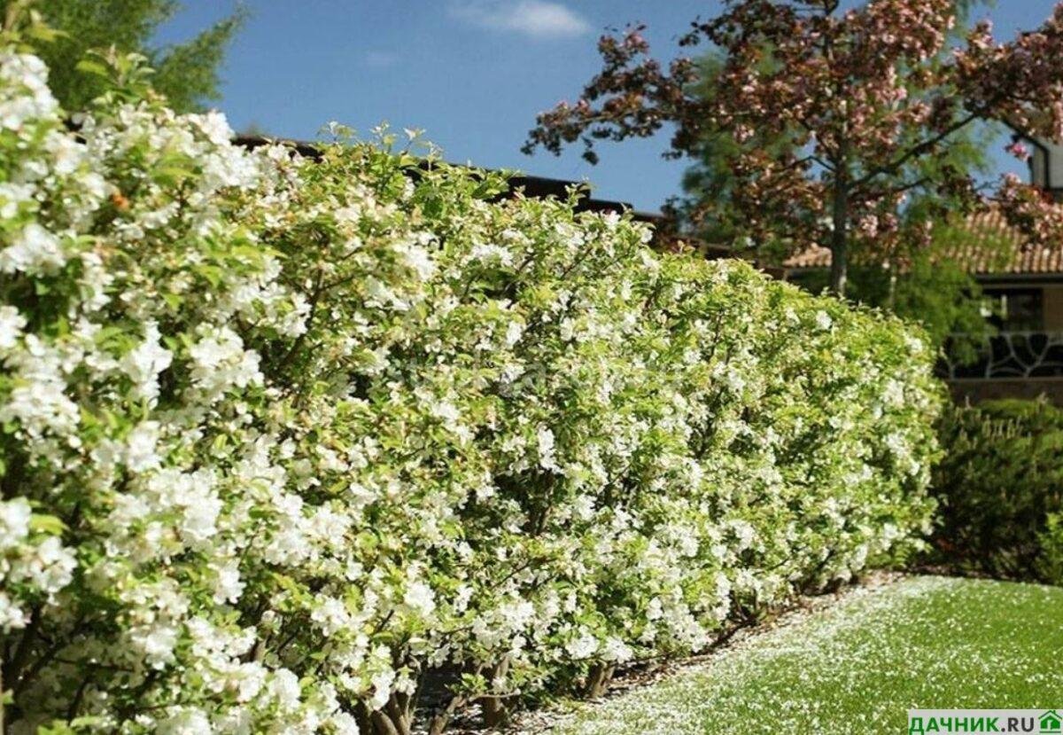Чубушник венечный Живая изгородь