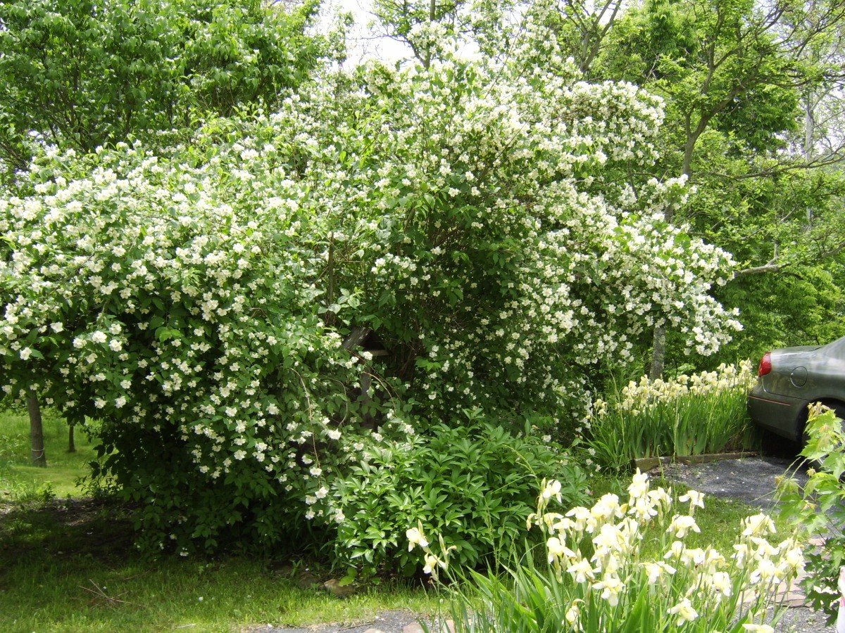 Сирень дерен чубушник