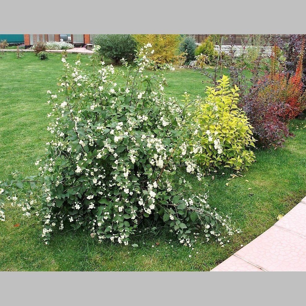 Снежноягодник куст