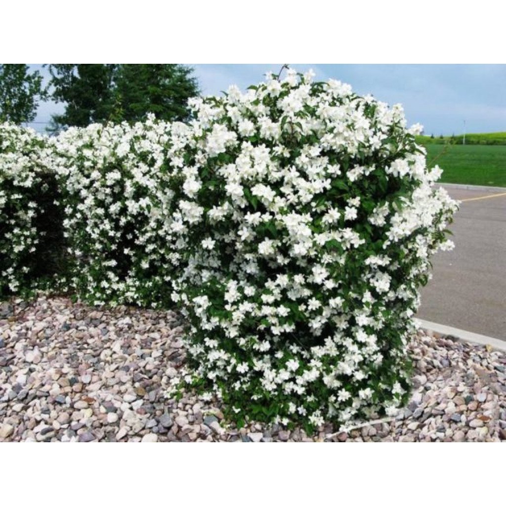 Чубушник Сноубель