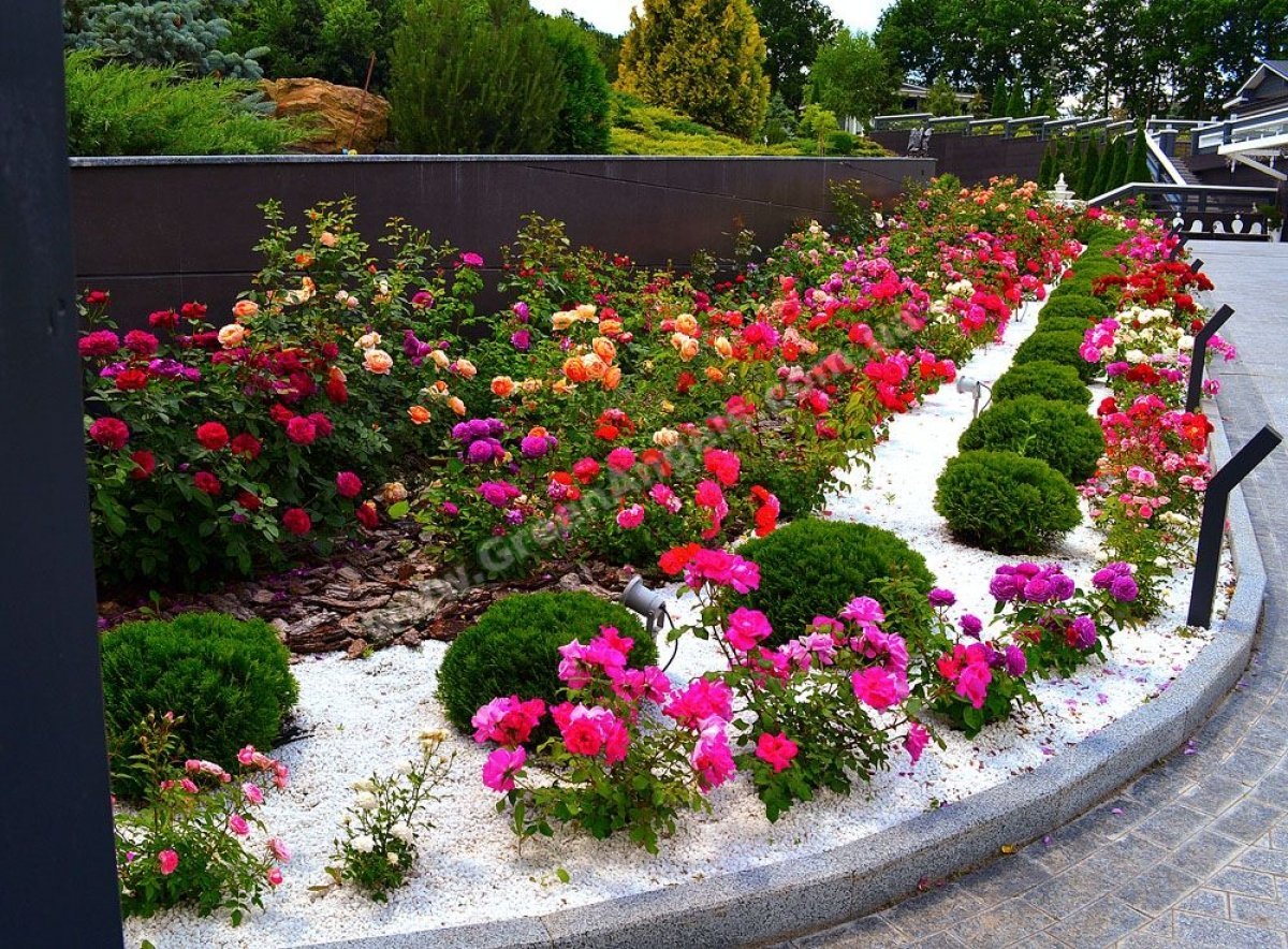 Роза низкорослая бордюрная