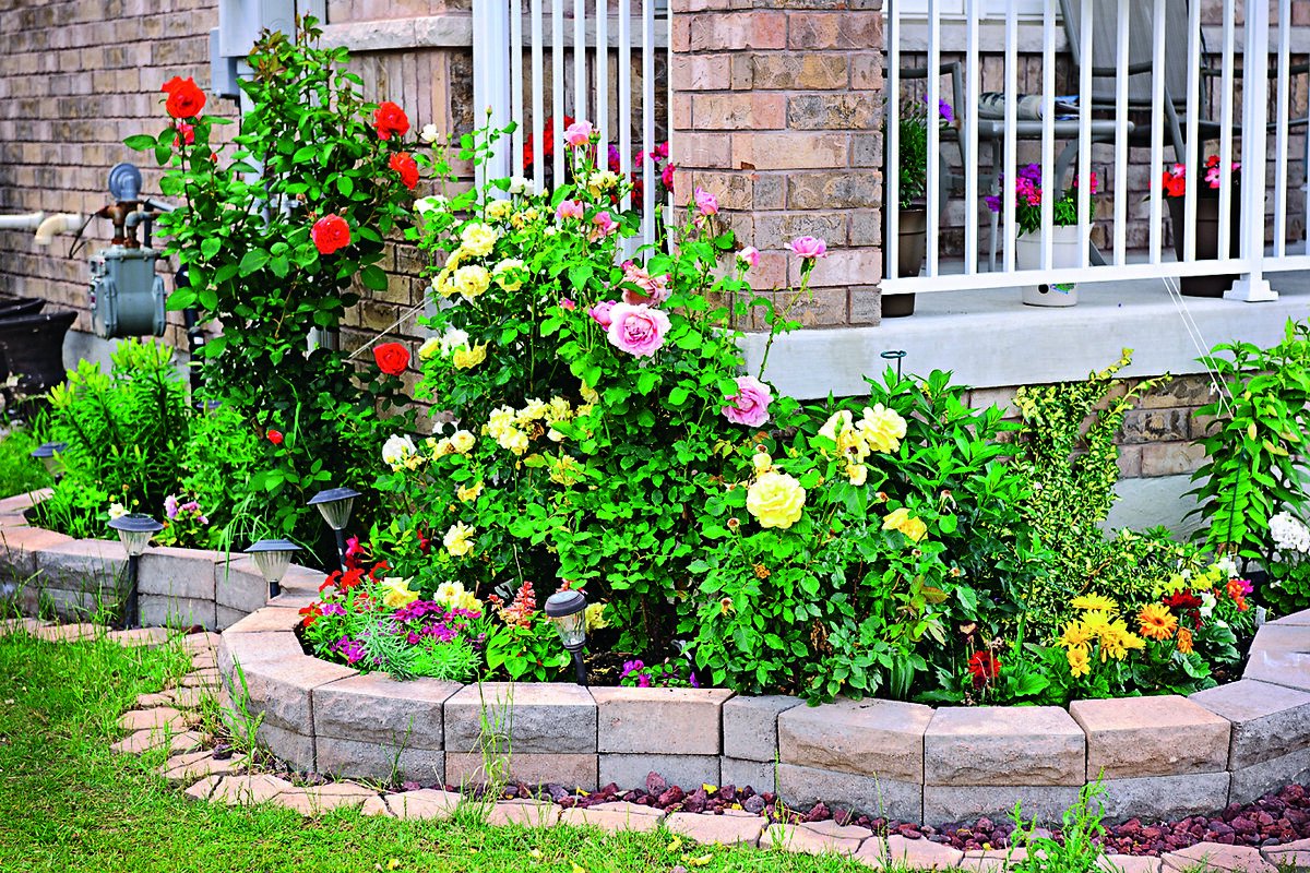 Розы на грядке