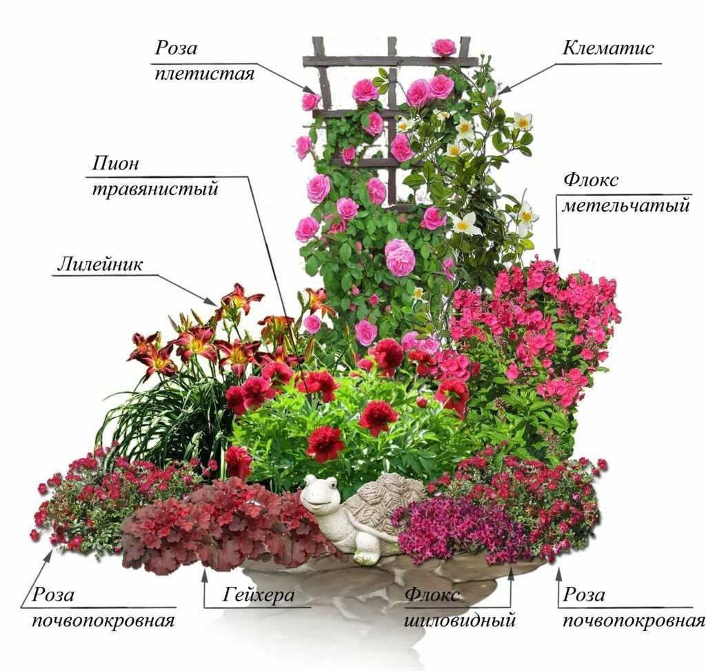 Цветник с плетистой розой схема