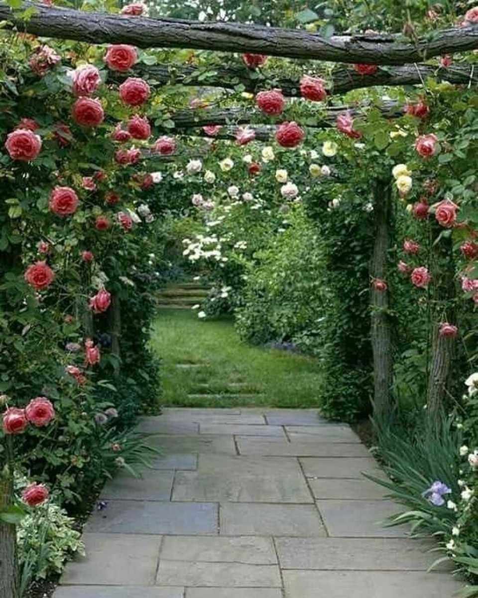 Роза плетистая Роуз Гарден