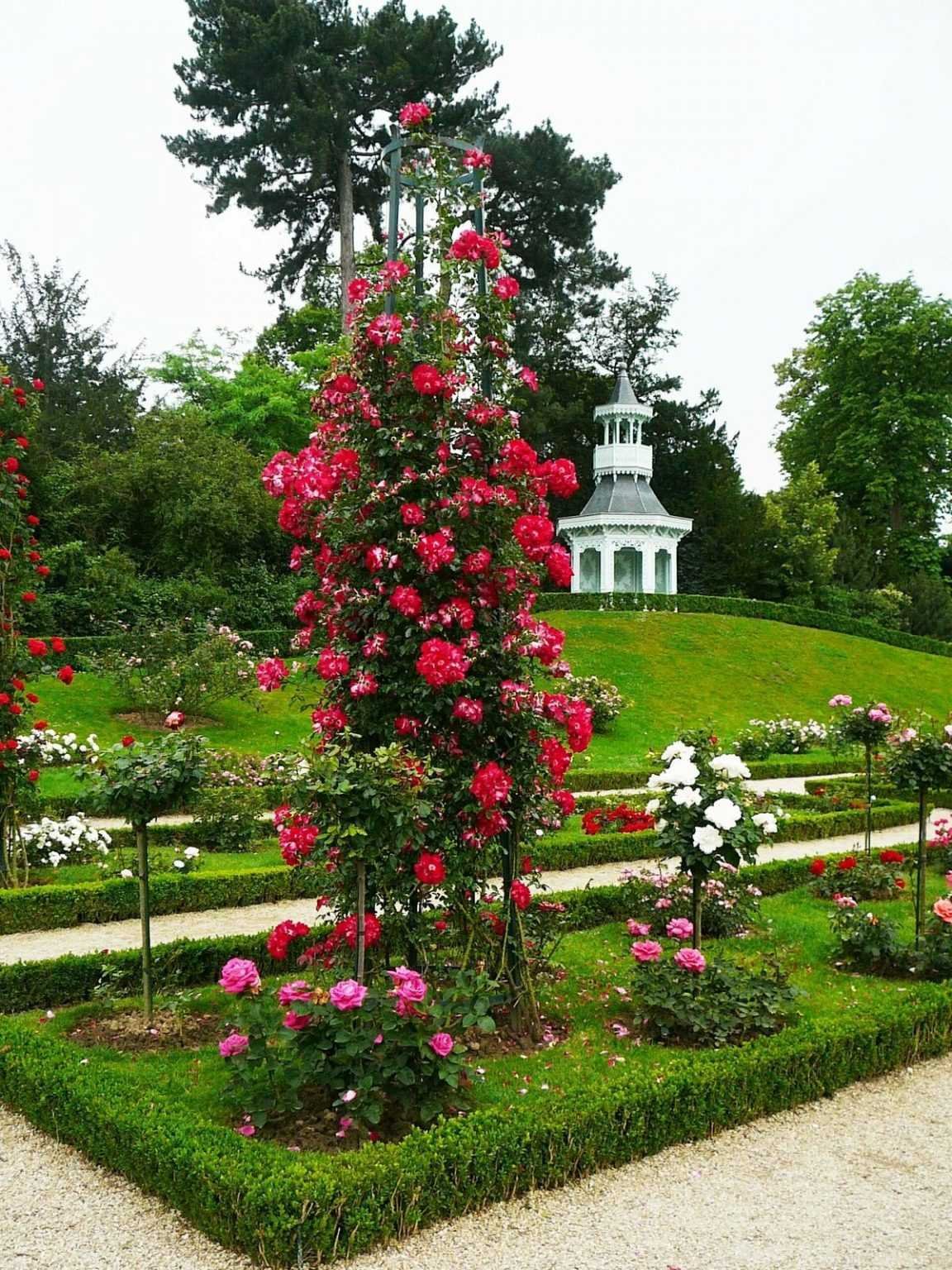 Роза сады Багатель