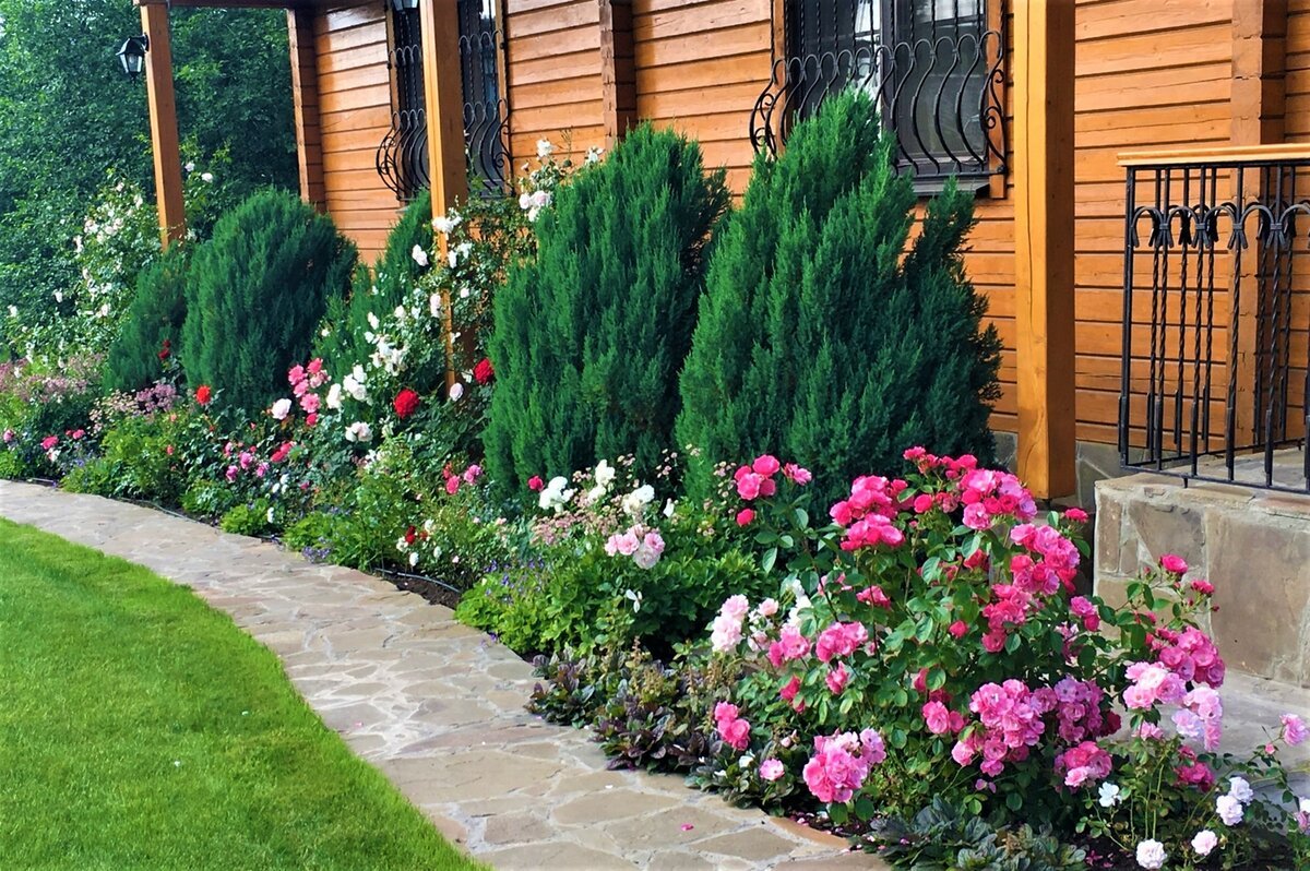 Туя Даника и розы