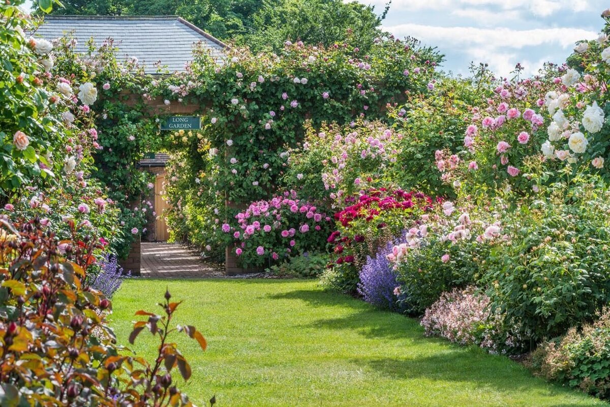 Сад роз (розарий) Дэвида Остина