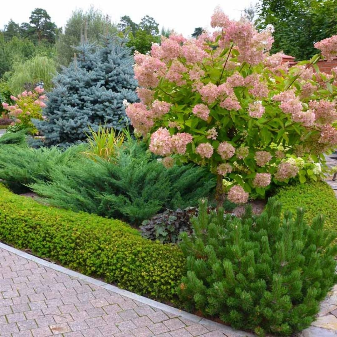 Гортензия Пинки винки миксбордер