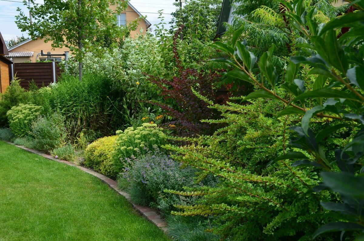 Спирея геопластика