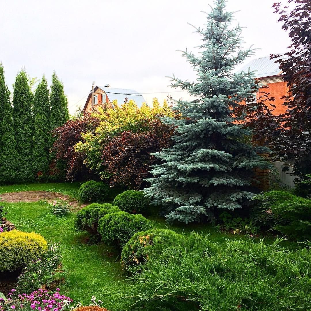 Ель Инверса в миксбордере