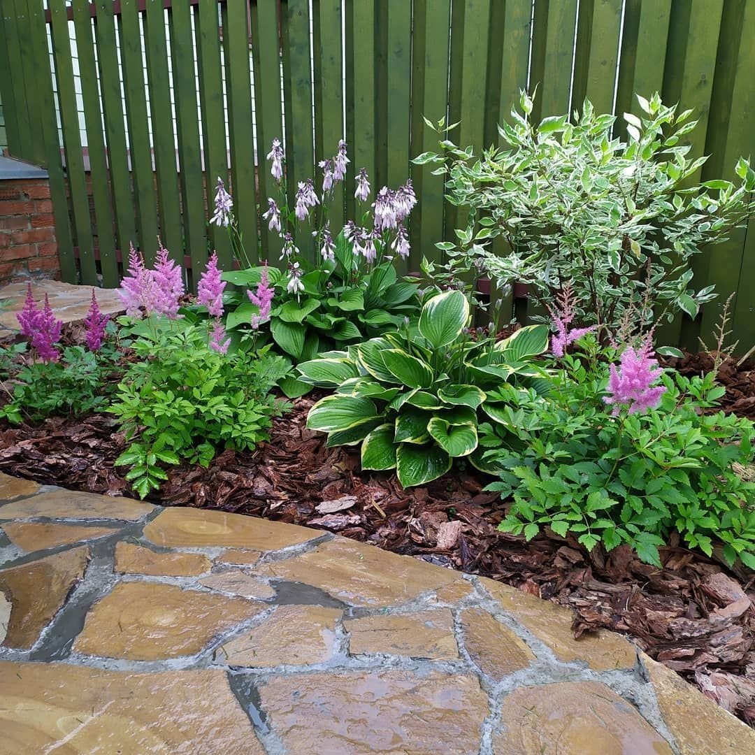 Хоста и гейхера в ландшафтном