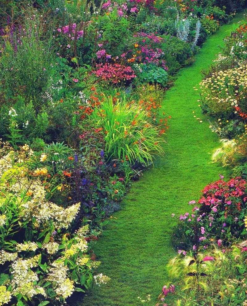 Астильба рабатка