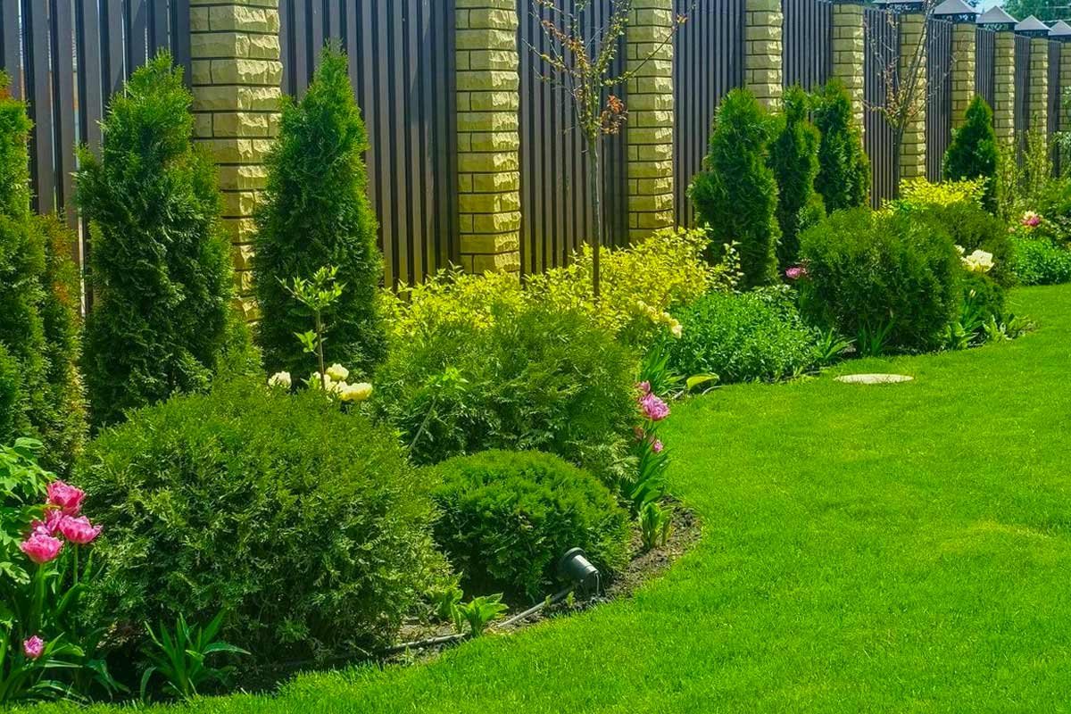 Миксбордеры хвойные гортензии Барбарис