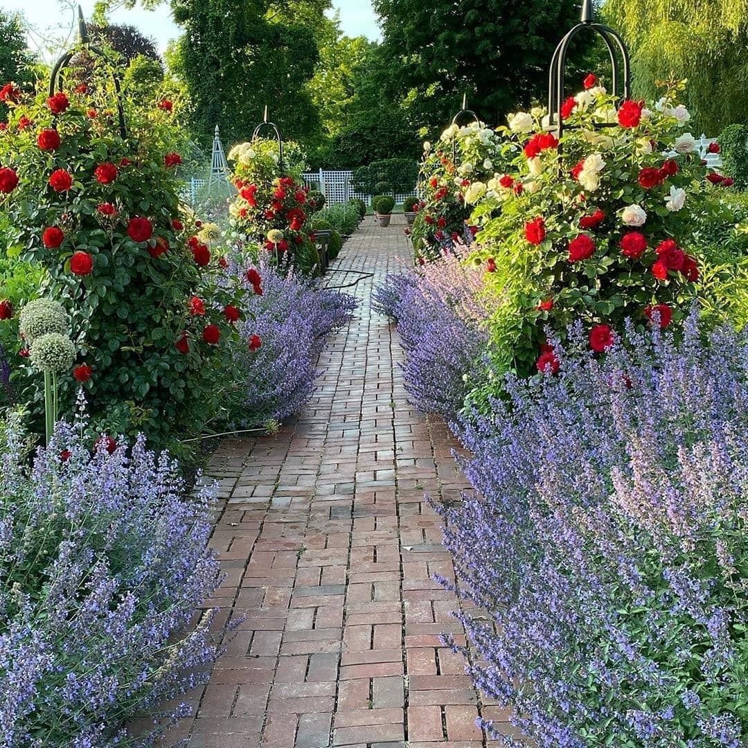 Котовник Фассена с розами