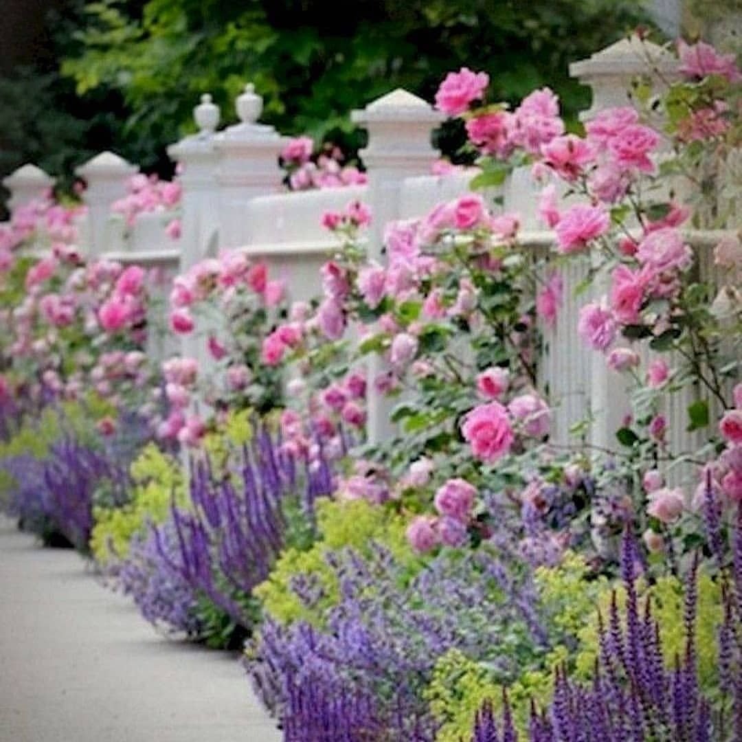 Спирея и котовник