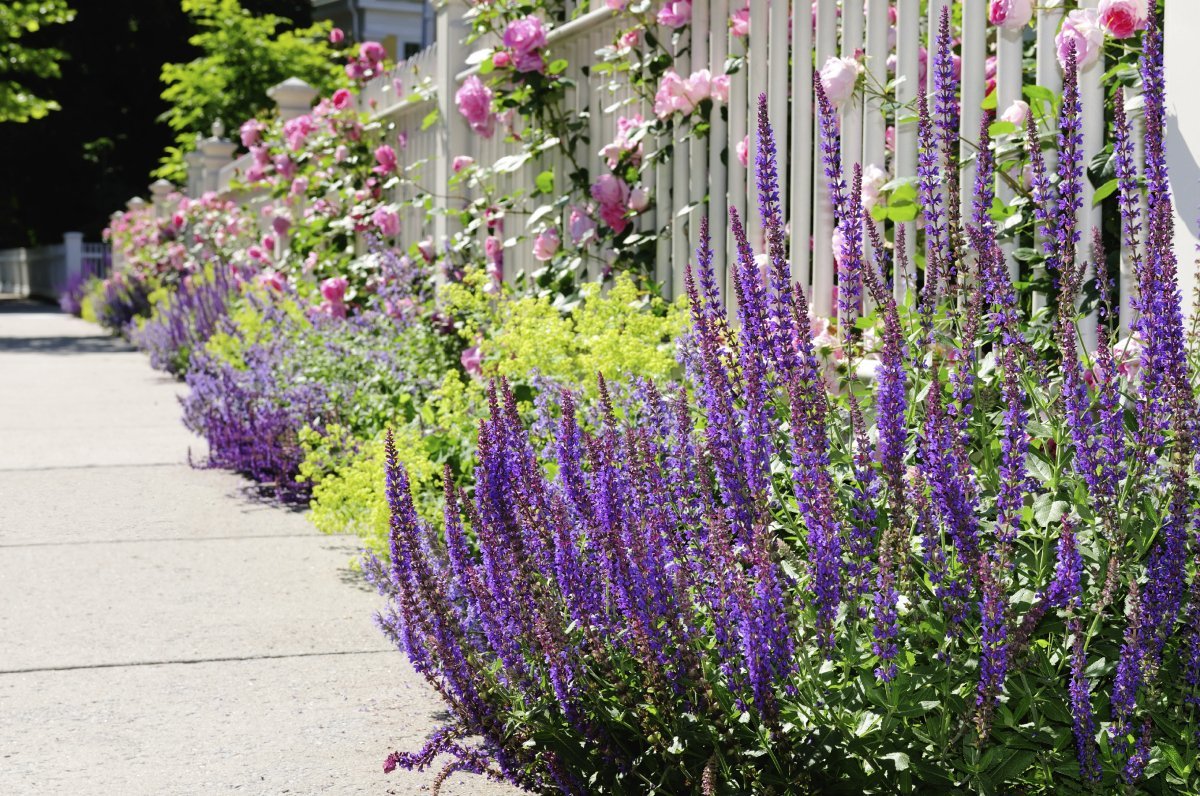 Лаванда котовник шалфей