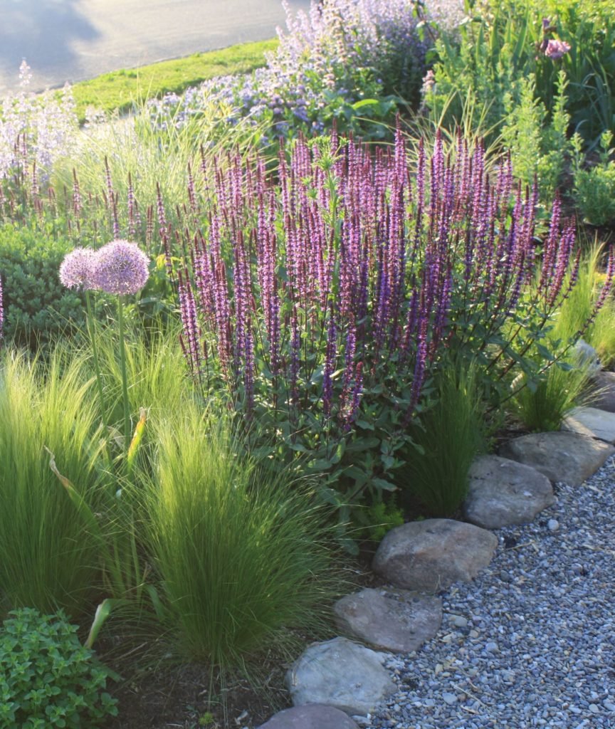 Лаванда котовник шалфей