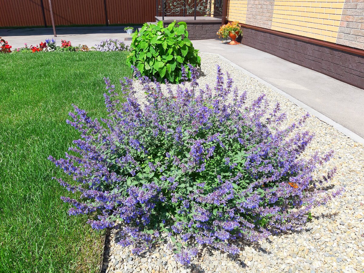 Цветы "котовник кит Кэт