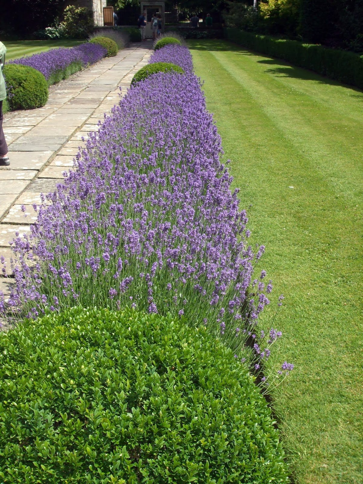 Лаванда узколистная куст