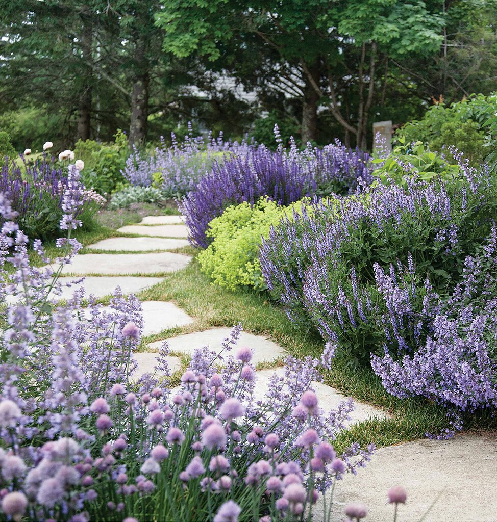 Котовник Фассена с розами