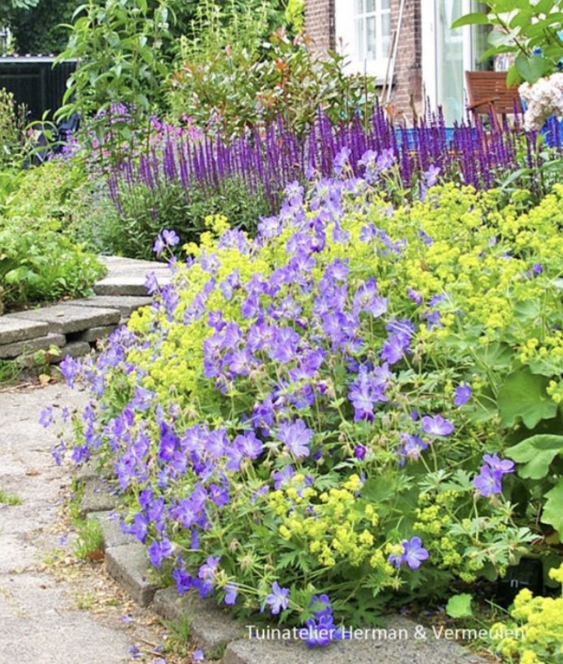 Котовник и манжетка