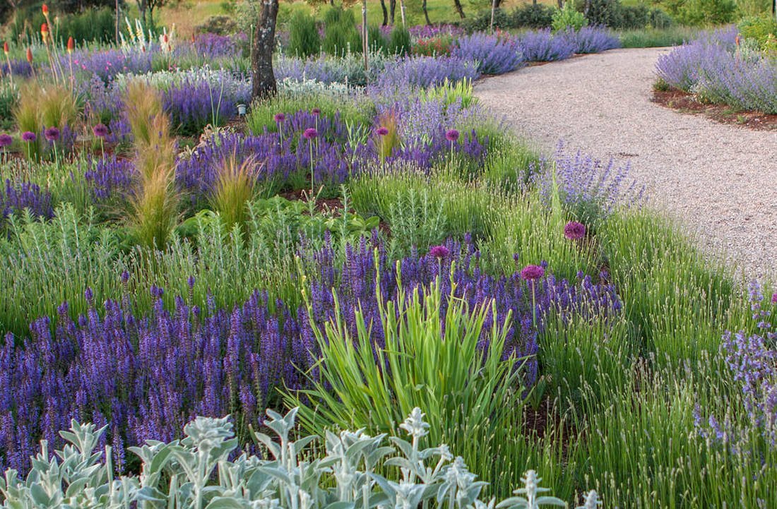 Котовник Фассена