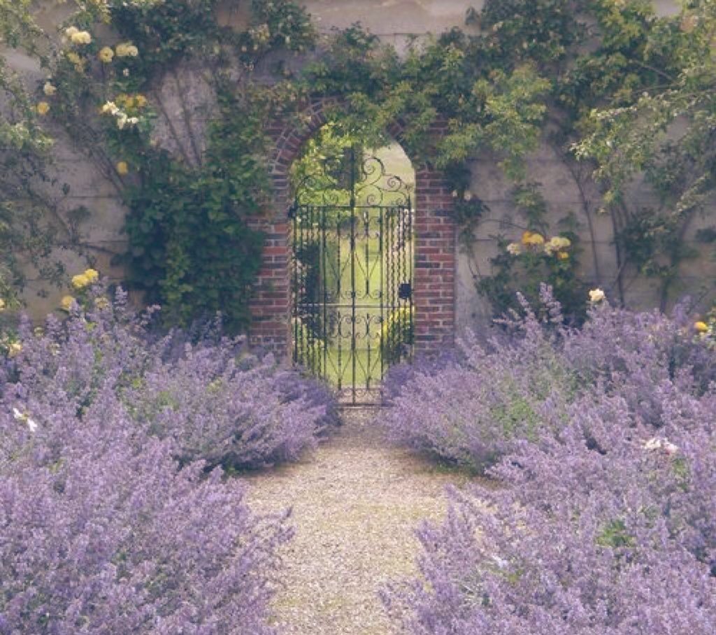 Лаванда котовник шалфей