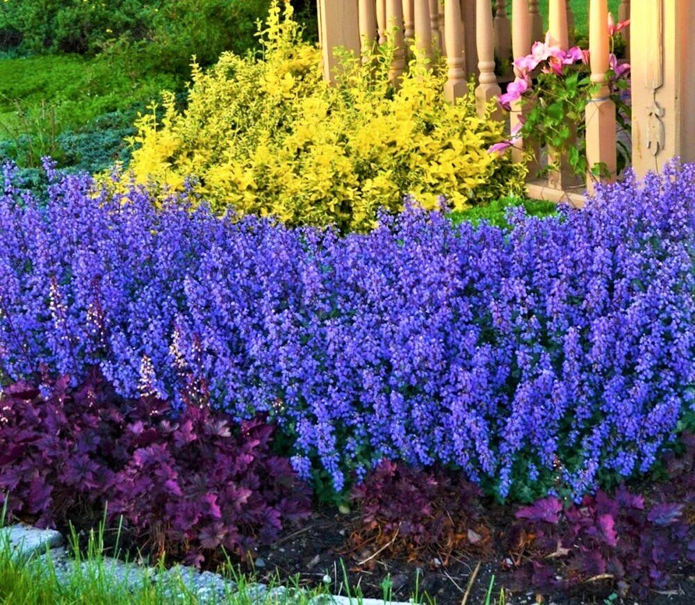 Котовник Фассена Пурсиан Блю