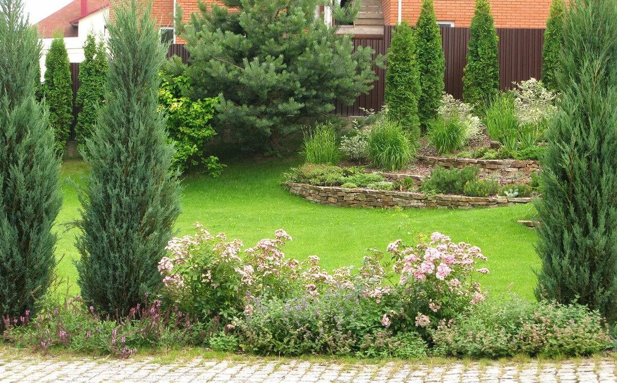 Можжевельник Блю Эрроу