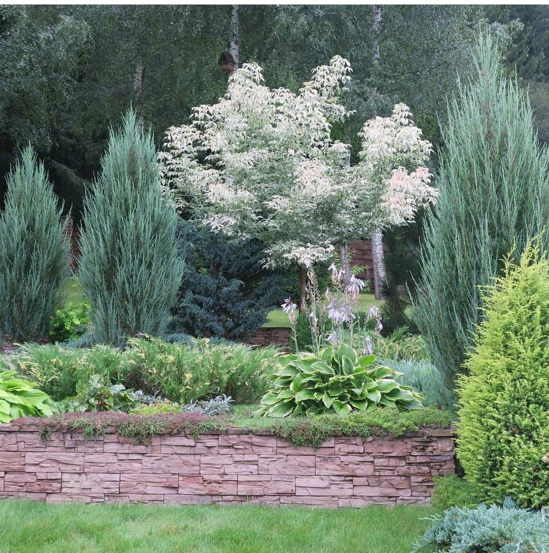 Миксбордеры хвойные гортензии Барбарис