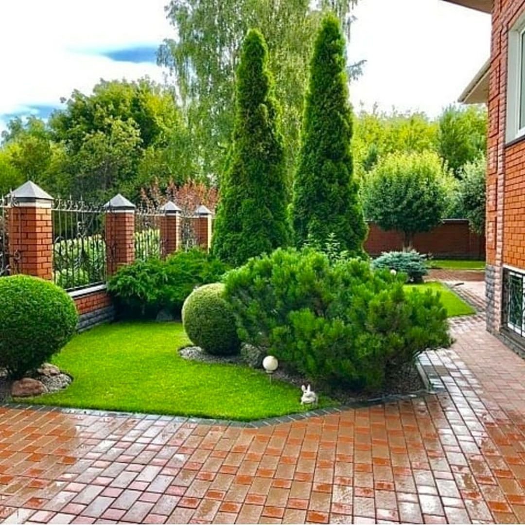 Туя Западная Даника