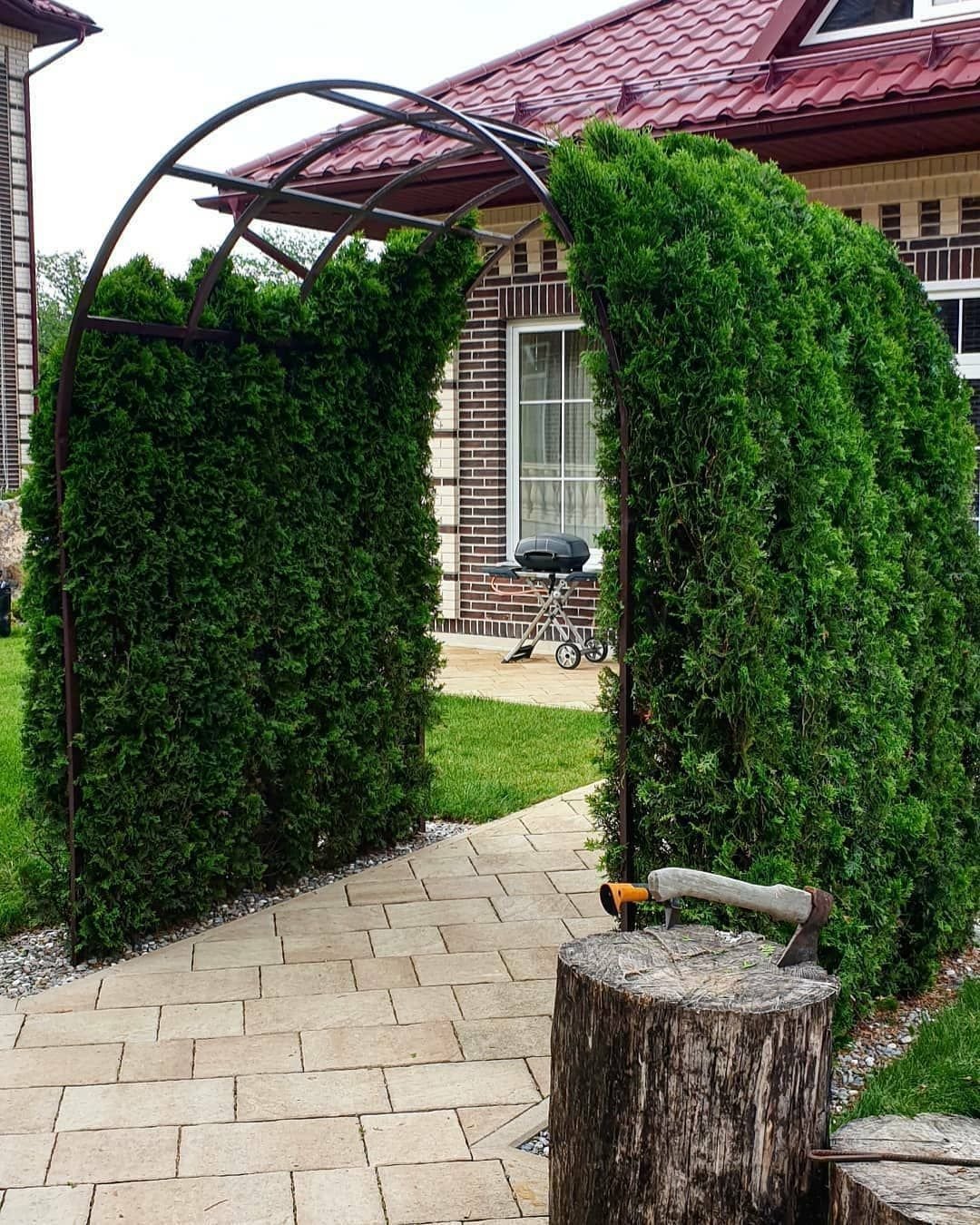 Туя Брабант для арки