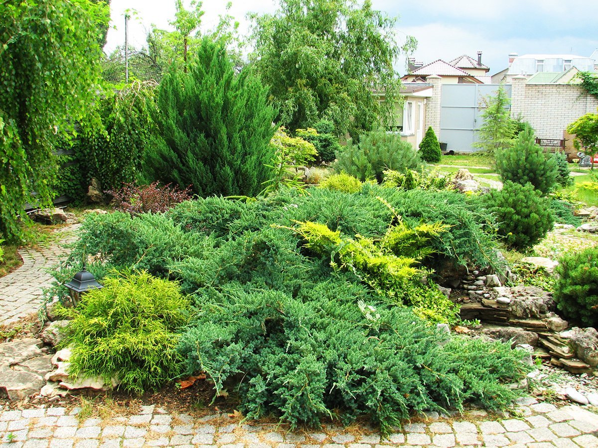 Рокарий с можжевельником казацким