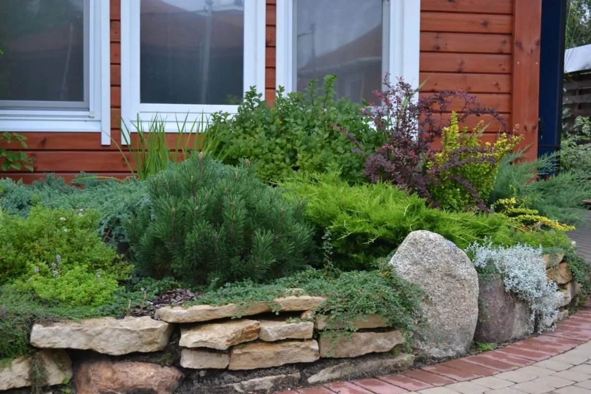 Можжевельник казацкий в миксбордере