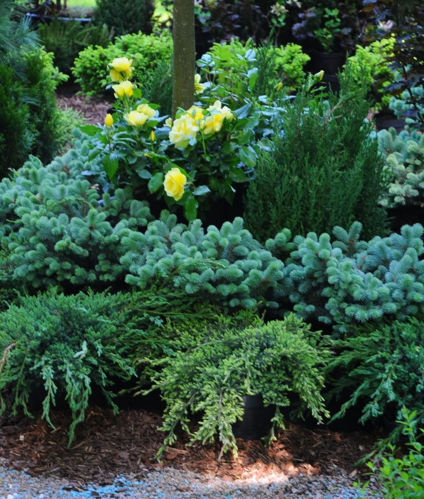 Туя ползучая