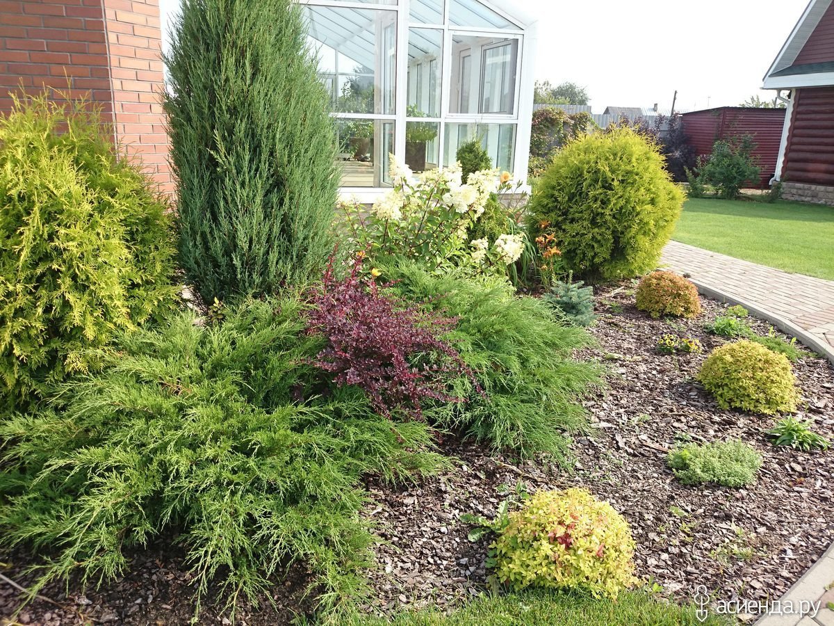 Туя, дерен, пузыреплодник