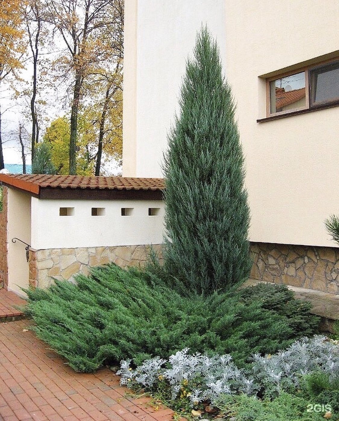 Туя Блю Эрроу