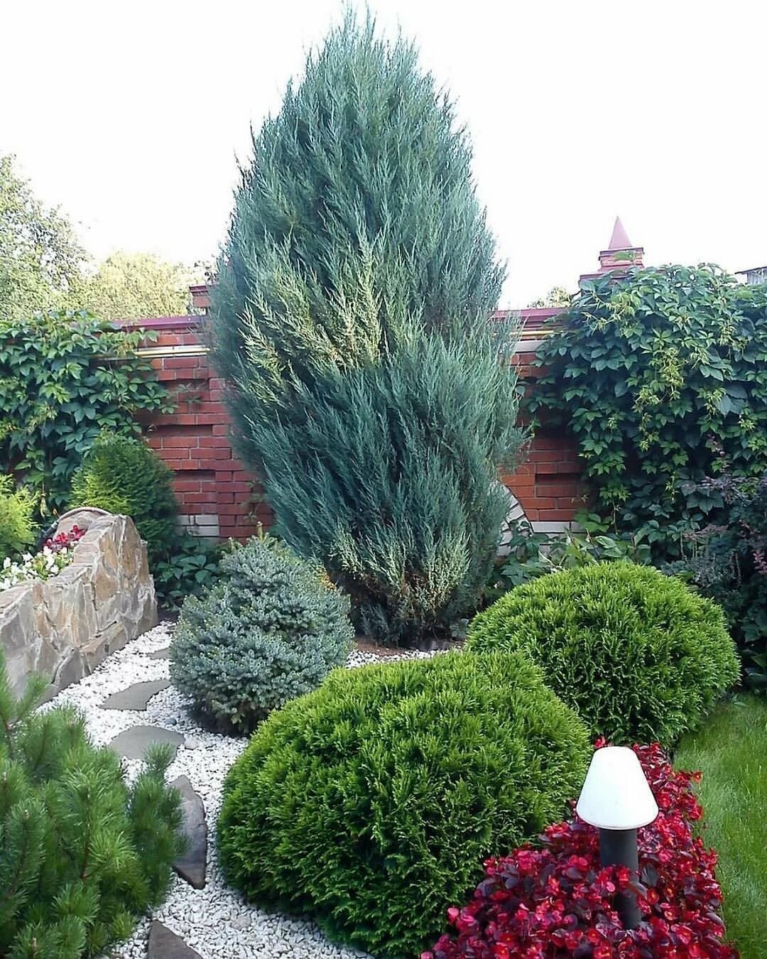 Можжевельник Скайрокет