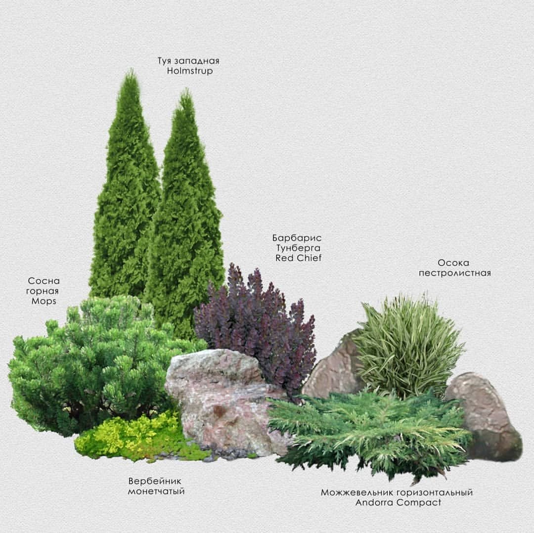 Миксбордер с туей Смарагд