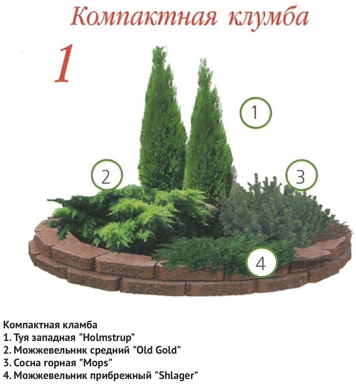 Туя Смарагд,можжевельник казацкий,Горная сосна-клумба