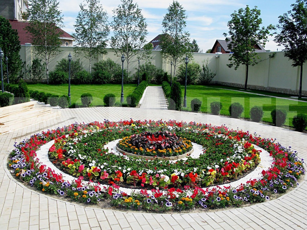 Рабатка Тунберга однолетник